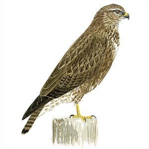 Picture of Buse variable