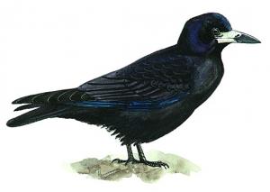 Picture of Corbeau freux