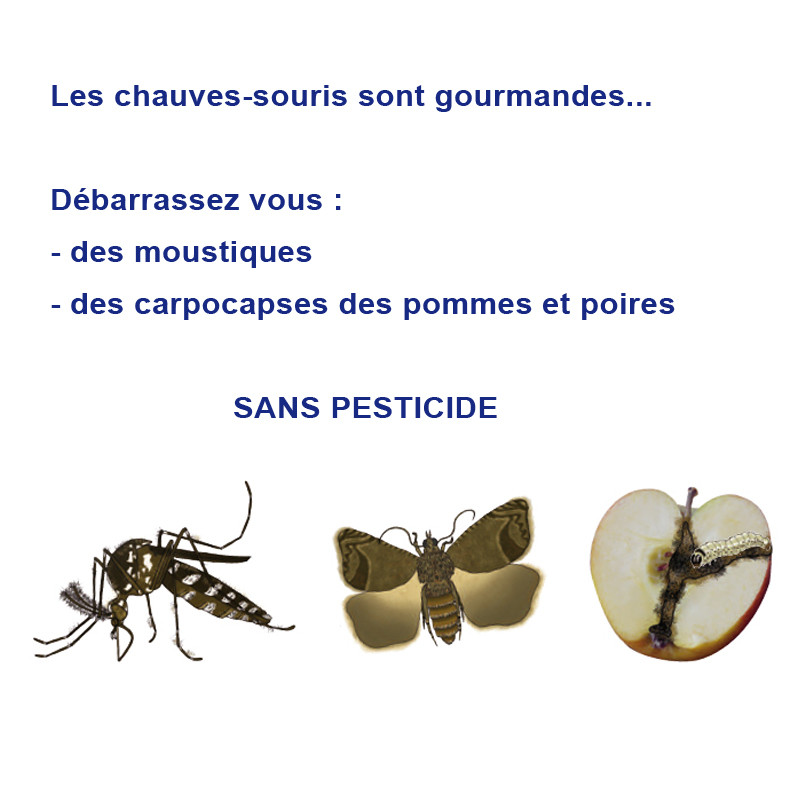 Alpes de Haute-Provence : des nichoirs à chauves-souris pour lutter contre  les moustiques