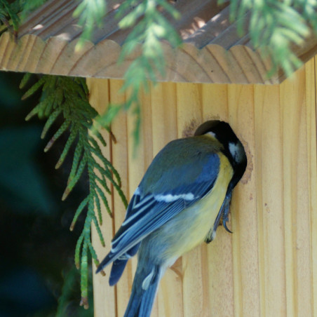 Nichoir Bicoque pour oiseaux mésanges charbonnières, moineaux, sittelles torchepot ... Natures Market