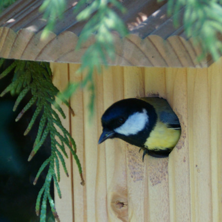 Nichoir Bicoque pour oiseaux mésanges charbonnières, moineaux, sittelles torchepot ... Natures Market