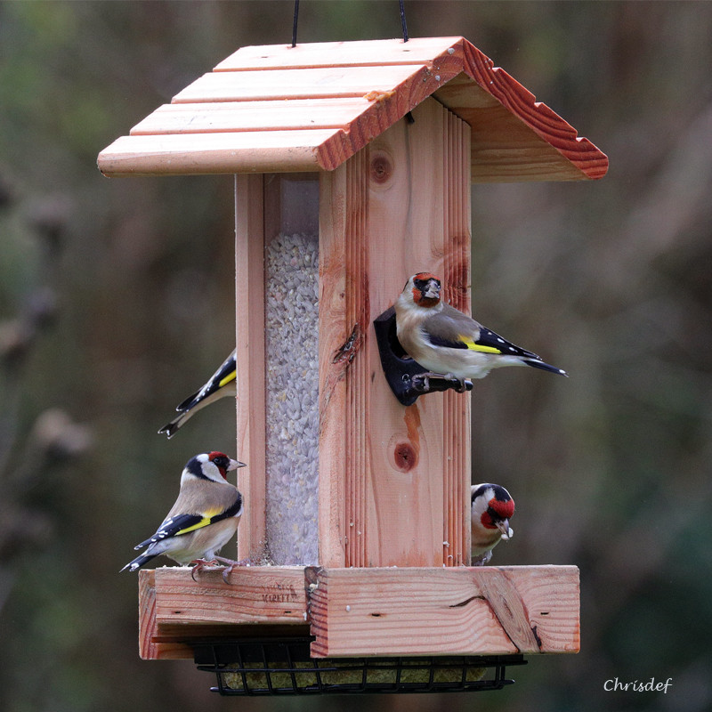 Mangeoire en bois Bistrot pour oiseaux