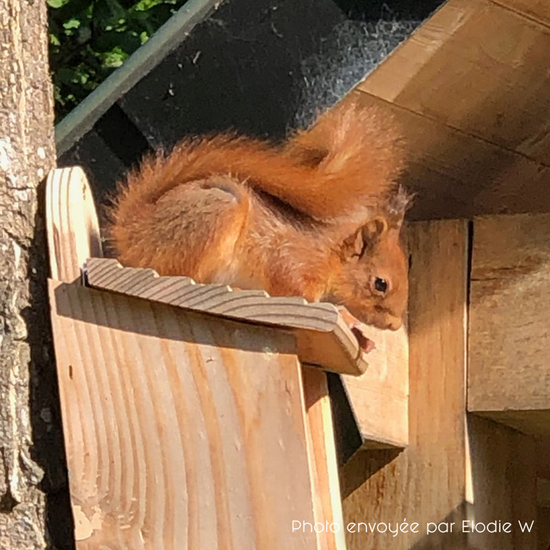 Mangeoire pour écureuils en pin douglas fait en France