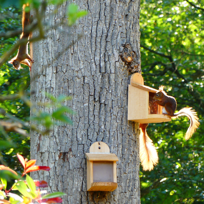 Mangeoire pour écureuils en bois