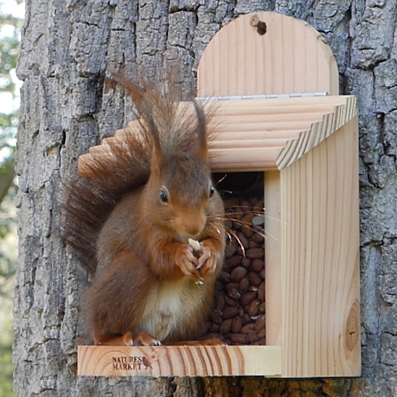 Mangeoire pour écureuils en pin douglas fait en France