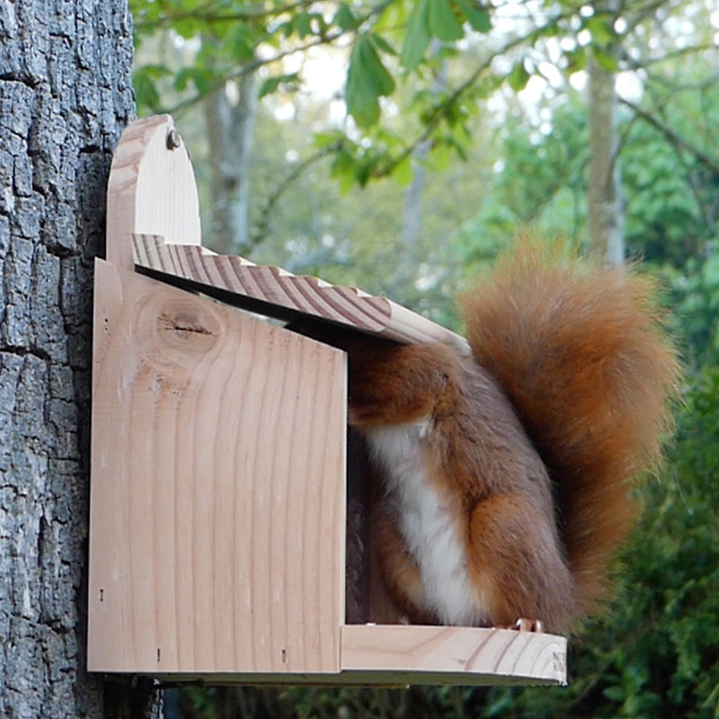 Écureuil : quelle mangeoire installer au jardin pour les écureuils