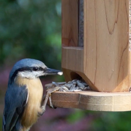 Rêve d'Oiseau - Graines pour Oiseaux Sauvages sans Blé I