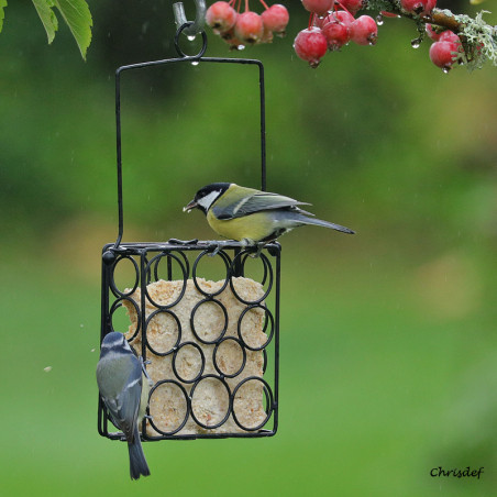 Mangeoire pour blocs de graisse pour oiseaux