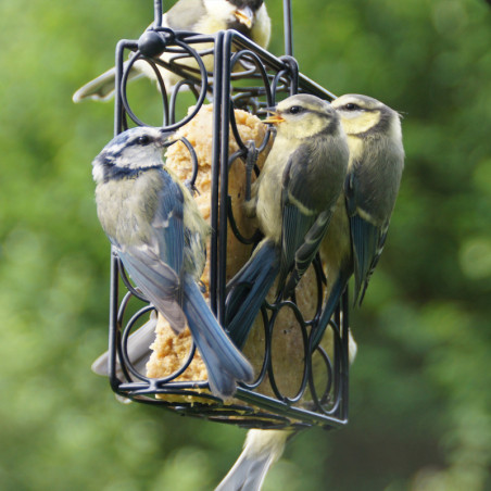 Mangeoire Pétillante en tube grillagé pour boules de graisse pour oiseaux