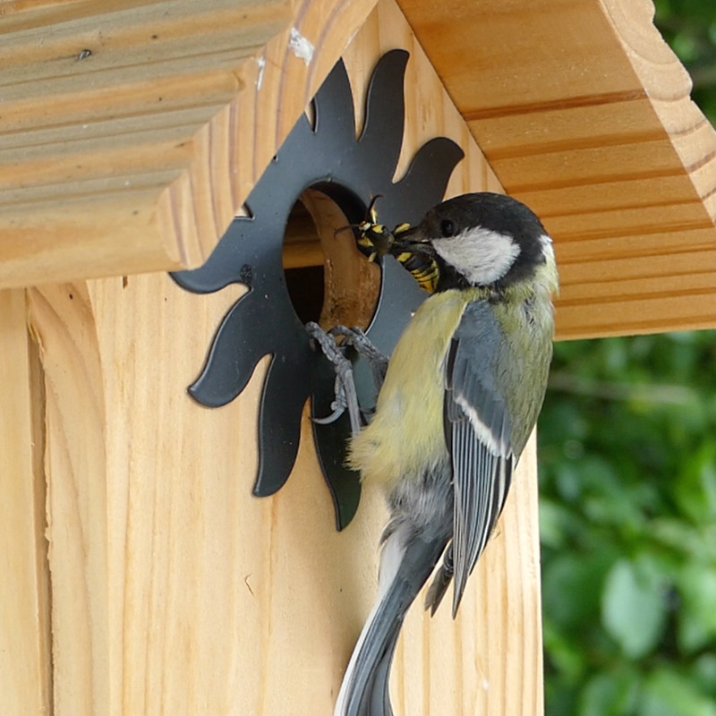 Nichoir La Couveuse pour oiseaux mésanges charbonnières, moineaux, sittelles torchepot ... Natures Market