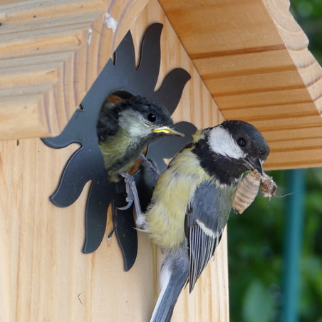 Nichoir La Couveuse pour oiseaux mésanges charbonnières, moineaux, sittelles torchepot ... Natures Market