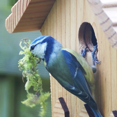 Nichoir La Crèche pour mésanges bleues, nonettes, huppées et mésanges noires. Fabriqué en France Natures Market Oisillon.net