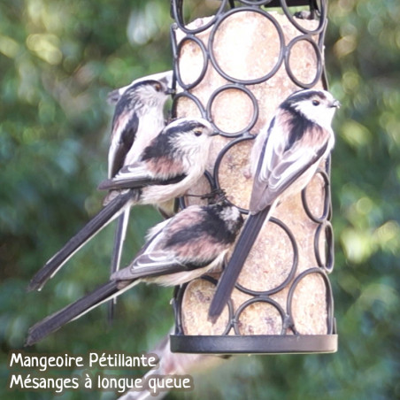 Cylindre de graisse végétale sans huile de palme  pour oiseaux Natures Market -Oisillon.net-