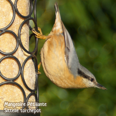 Cylindre de graisse végétale sans huile de palme  pour oiseaux Natures Market -Oisillon.net-