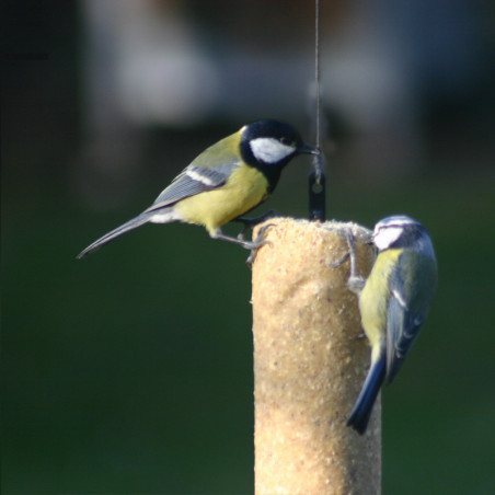 Prêt à l'emploi Graisse Végétale sans huile de palme pour oiseaux Natures Market -Oisillon.net-