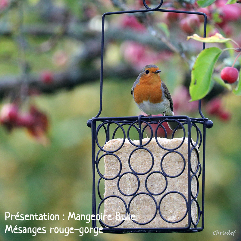 Repas de graisse végétale sans huile de palme pour oiseaux Natures Market