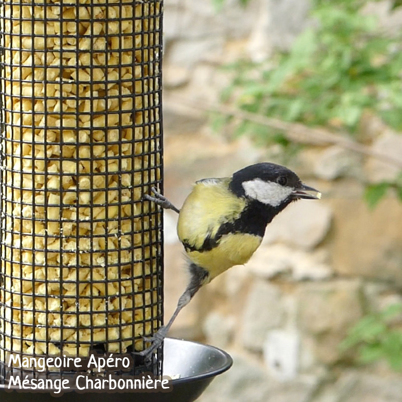Pépites nuggets pour oiseaux graisse végétale sans huile de palme aux insectes et aux fruits Natures Market Oisillon.net