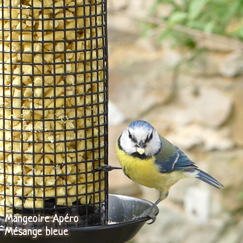 Pépites nuggets pour oiseaux graisse végétale sans huile de palme aux insectes et aux fruits Natures Market Oisillon.net