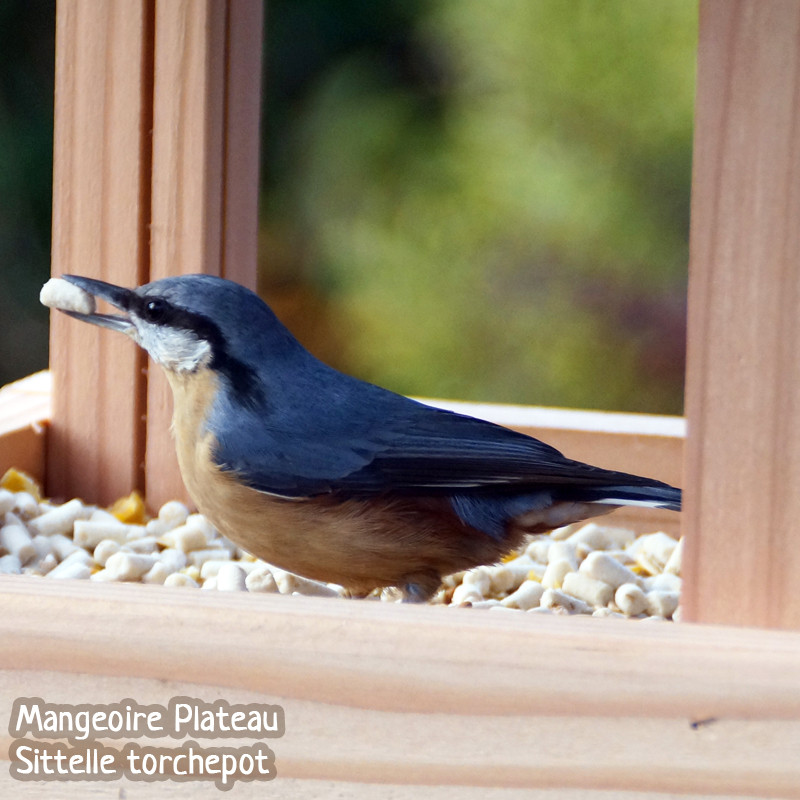 Pépites nuggets pour oiseaux graisse végétale sans huile de palme aux insectes et aux fruits Natures Market Oisillon.net