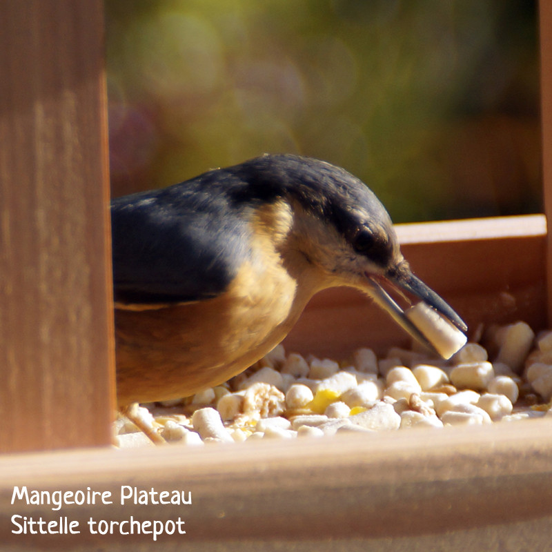 Pépites nuggets pour oiseaux graisse végétale sans huile de palme aux insectes et aux fruits Natures Market Oisillon.net