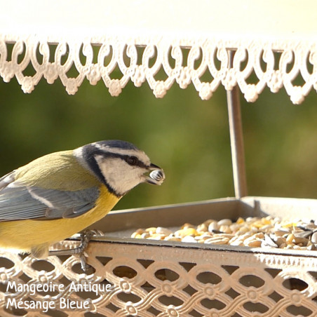 Mélange de graines pour oiseaux Fruits et Insectes Natures Market -Oisillon.net-