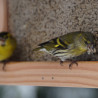 Mangeoire Graineterie pour graines pour oiseaux Natures Market -Oisillon.net- fabriquée en France Mangeoire Graineterie pour graines pour oiseaux Natures Market -Oisillon.net- fabriquée en France