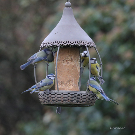 Mangeoire Carrousel pour cylindre de graisse et pour graines Natures Market -Oisillon.net-