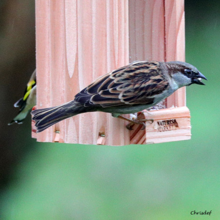 Mangeoire pour oiseaux Le Grenier : pour graines,  Natures Market - Oisillon.net - Fabriquée en France-photo chrisdef