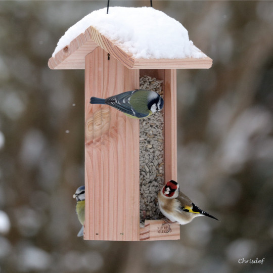 Petite mangeoire en pin douglas pour graines pour oiseaux.France