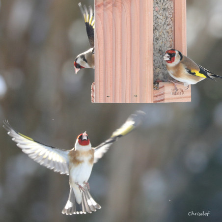 Mangeoire pour oiseaux Le Grenier : pour graines,  Natures Market - Oisillon.net - Fabriquée en France-photo chrisdef