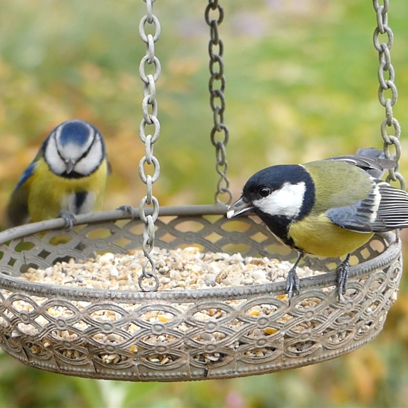 Mangeoire ou abreuvoir pour les oiseaux : on choisit la fonction !