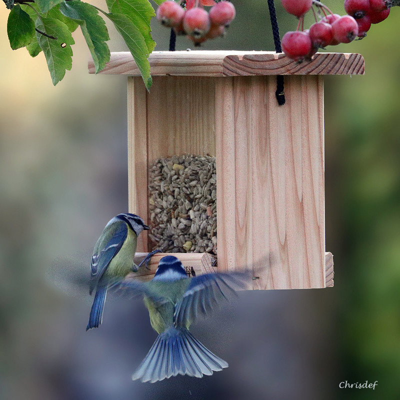 Iborn Mangeoire Mini Chargeur avec cintre pour oiseaux sauvages Seed Feeder Peanut Graines 