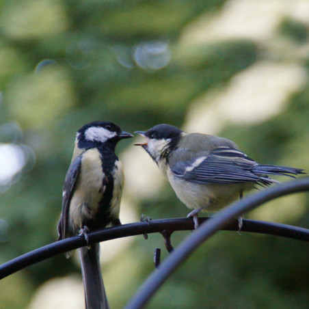 poteau festival pour mangoires pour oiseaux Natures Market -Oisillon.net-