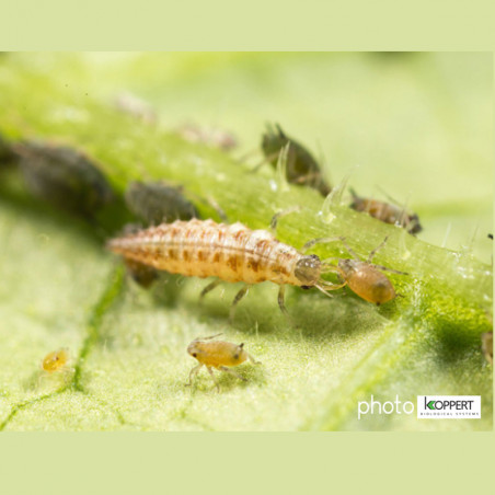 Nichoir insectes nichoir chrysopes Natures Market -Oisilloon.net-