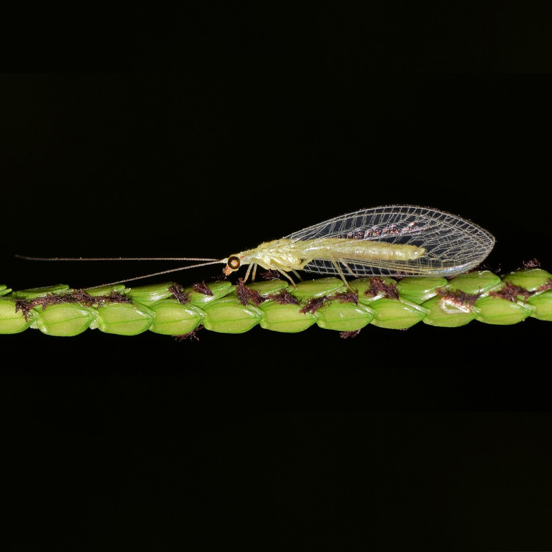 Nichoir insectes nichoir chrysopes Natures Market -Oisilloon.net-