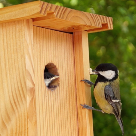 Construire des nichoirs pour oiseaux avec les enfants