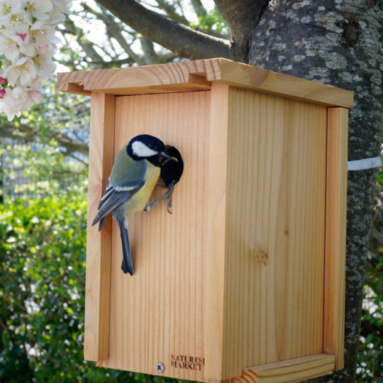 Nids D'oiseaux Exquis Et Beaux Avec Nichoir à Oiseaux Suspendu Texture