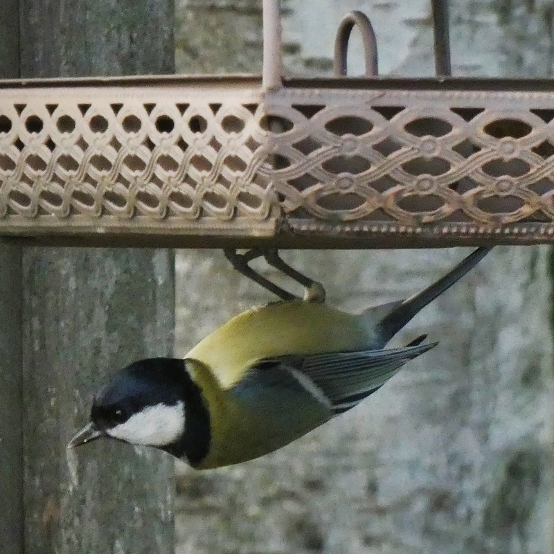 Mangeoire Antique pour oiseaux, pour graisses et graines Natures Market -Oisillon.net-