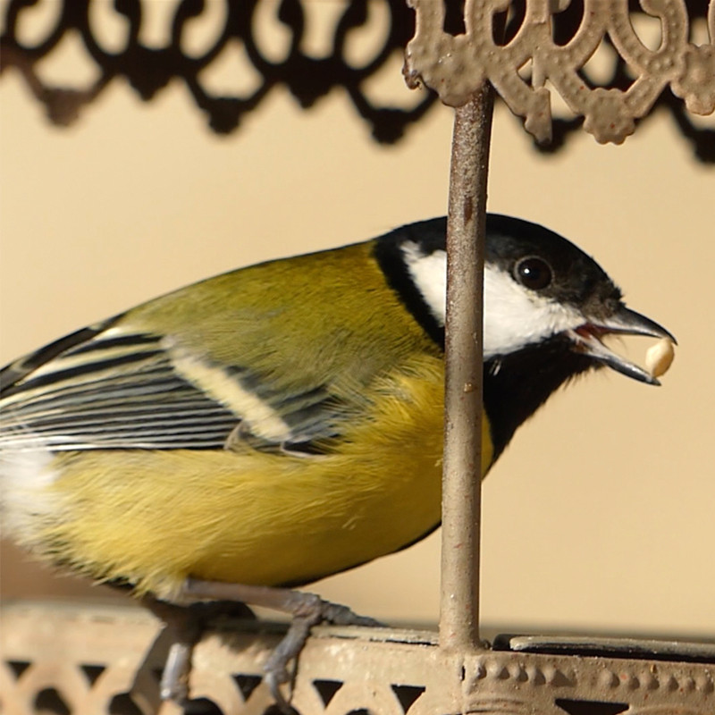 Mangeoire Antique pour oiseaux, pour graisses et graines Natures Market -Oisillon.net-