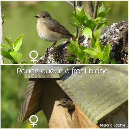 Nichoir La Chaumière pour oiseaux mésanges charbonnières, moineaux, sittelles torchepot ... Natures Market