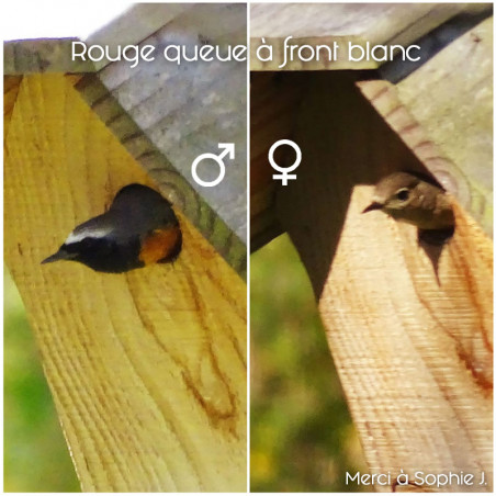Nichoir La Chaumière pour oiseaux mésanges charbonnières, moineaux, sittelles torchepot ... Natures Market Nichoir La Chaumière pour oiseaux mésanges charbonnières, moineaux, sittelles torchepot ... Natures Market
