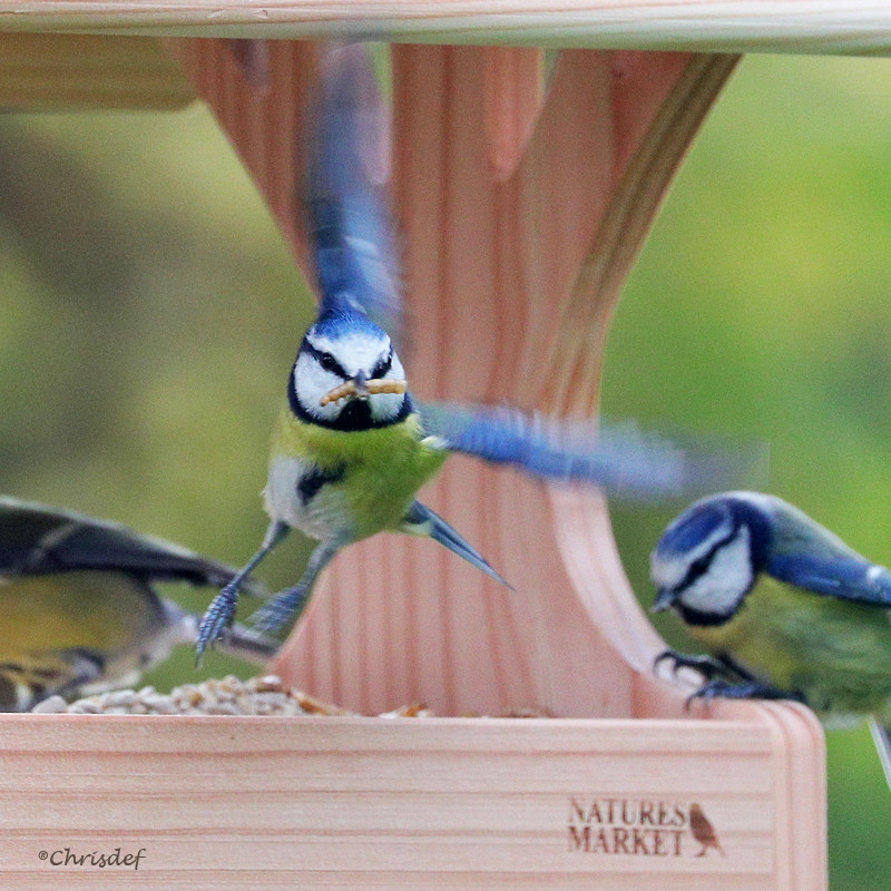 Mélange de graines pour oiseaux Fruits et Insectes Natures Market -Oisillon.net-