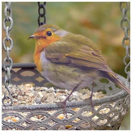 Mangeoire ou abreuvoir pour les oiseaux : on choisit la fonction !