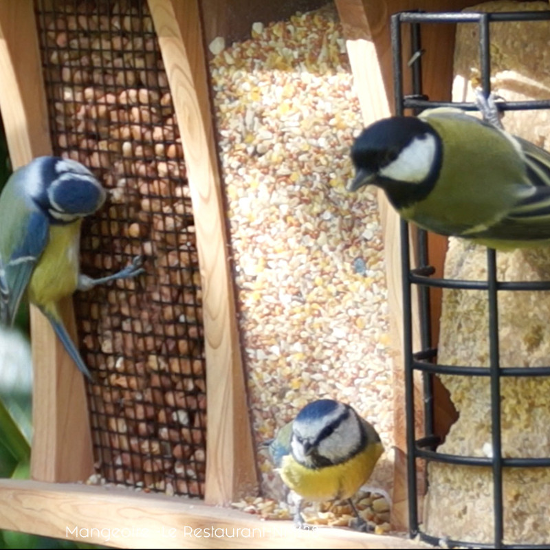 Mangeoire Le Restaurant NM138 Natures Market Oisillon.net oiseaux graines graisses cacahuètes photo chrisdef