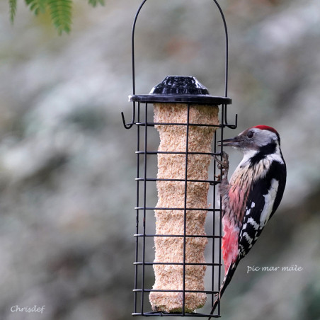 Mangeoire pour oiseaux pour cylindre et blocs de graisse ou boules de graisse Natures Market Oisillon.net photo chrisdef