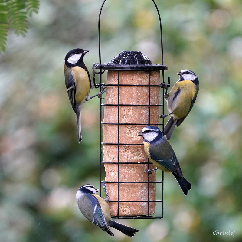 Blocs de graisse pour nourrir les oiseaux l'hiver