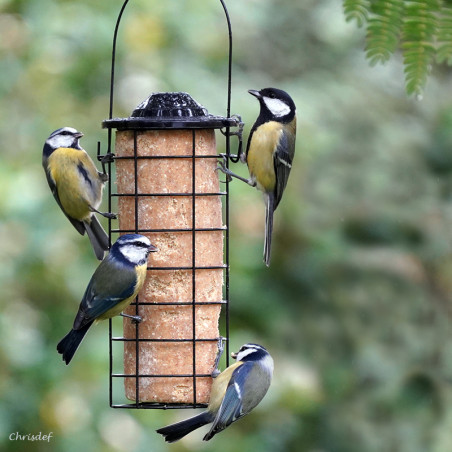 Mangeoire pour oiseaux pour cylindre et blocs de graisse ou boules de graisse Natures Market Oisillon.net photo chrisdef