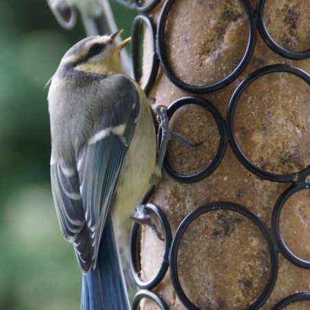 Mangeoire Pétillante pour cylindres de graisse pour oiseaux - sans huile de palme- Natures Market -Oisillon.net-