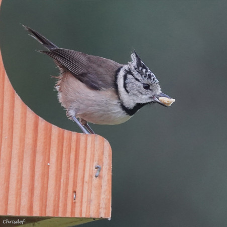 Mangeoire plateforme pour graines et autres nourriture pour oiseaux. France