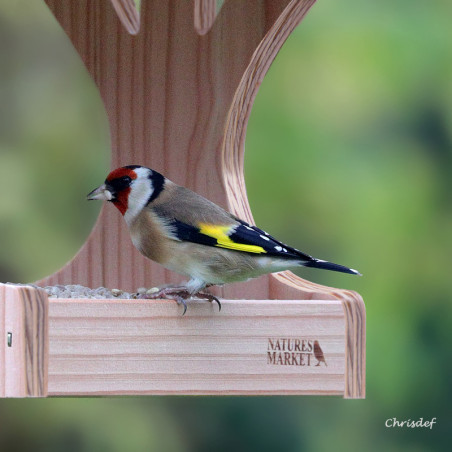 Mangeoire Plateforme POUR OISEAUX : plateau pour Graisse et graines, à poser ou à suspendre Natures Market -Oisillon.net-